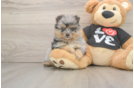 Energetic Pom Purebred Puppy