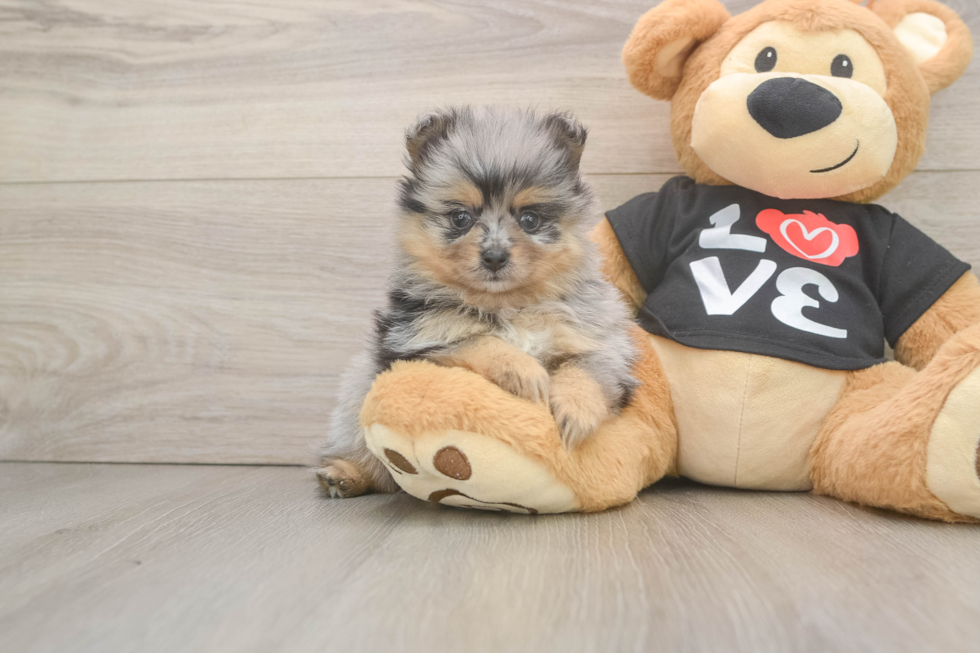 Energetic Pom Purebred Puppy