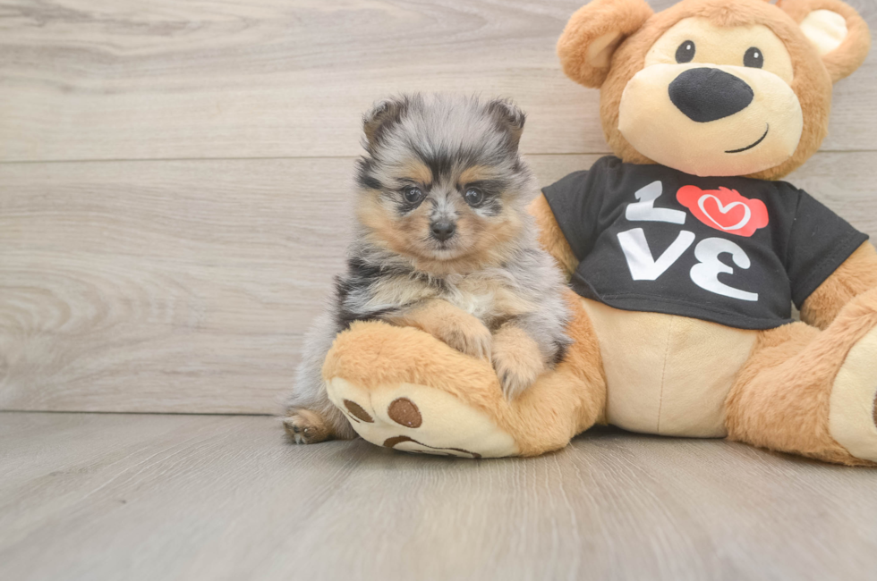 5 week old Pomeranian Puppy For Sale - Lone Star Pups