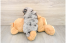 Pomeranian Pup Being Cute