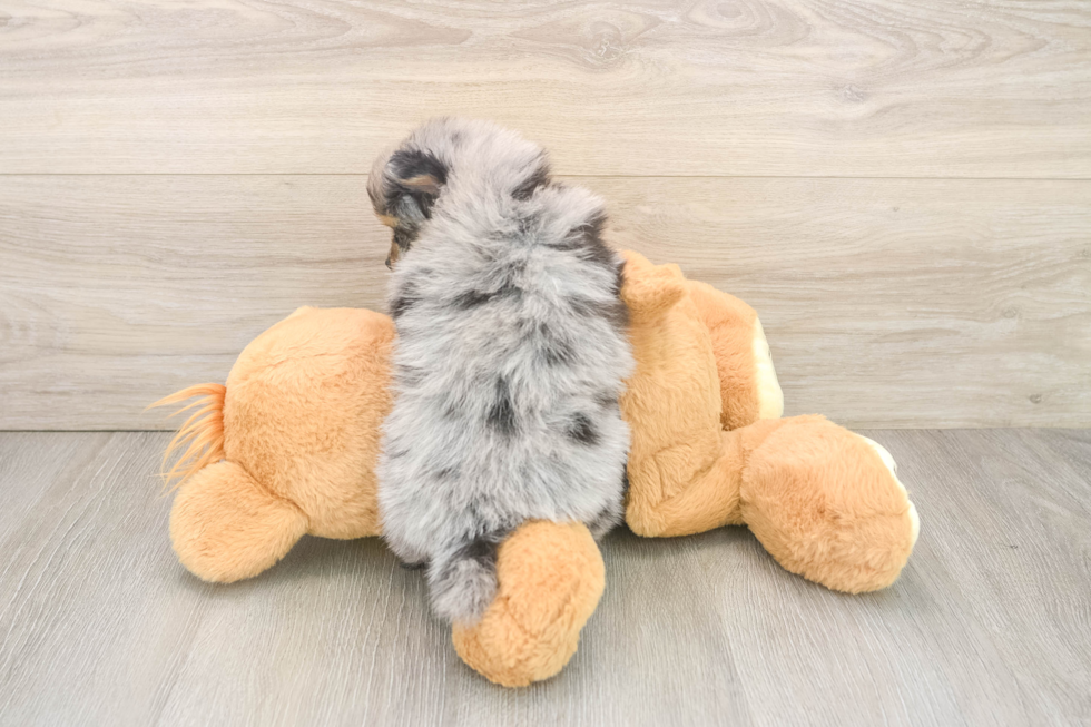 Pomeranian Pup Being Cute