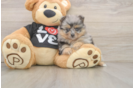 Smart Pom Dog Purebred Puppy