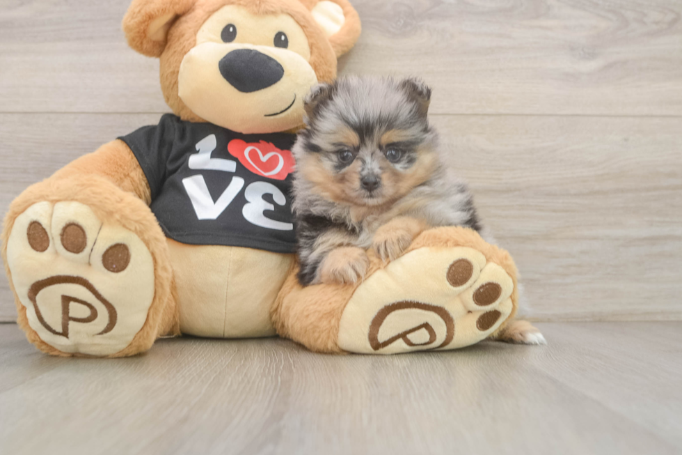 Smart Pom Dog Purebred Puppy