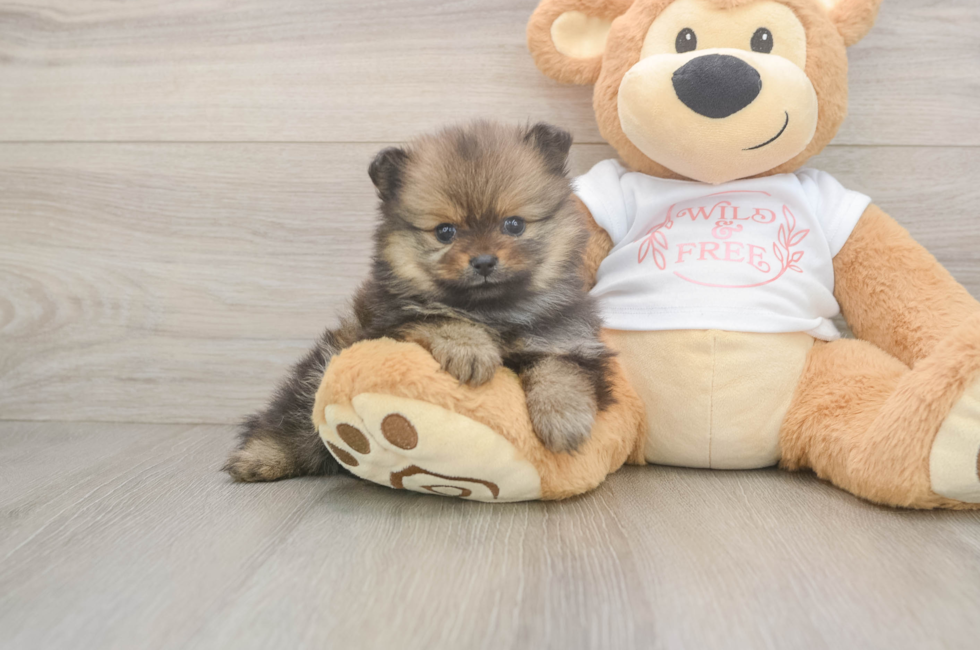 5 week old Pomeranian Puppy For Sale - Lone Star Pups