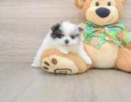 8 week old Pomeranian Puppy For Sale - Lone Star Pups