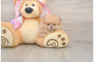Pomeranian Puppy for Adoption