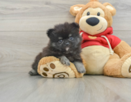 9 week old Pomeranian Puppy For Sale - Lone Star Pups