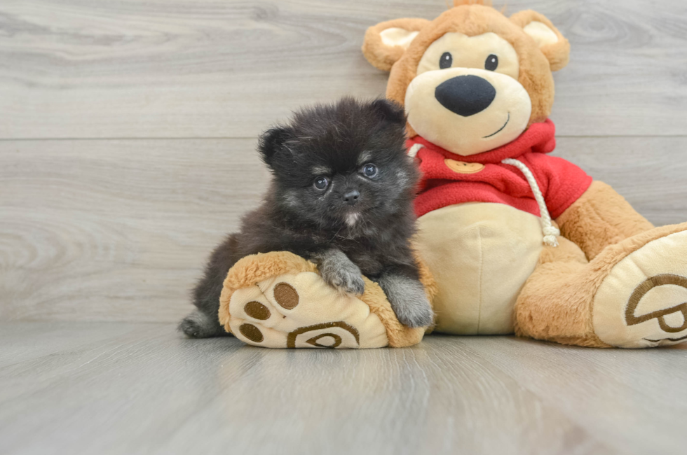 9 week old Pomeranian Puppy For Sale - Lone Star Pups