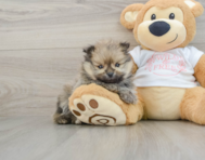 7 week old Pomeranian Puppy For Sale - Lone Star Pups