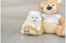 Pomeranian Puppy for Adoption