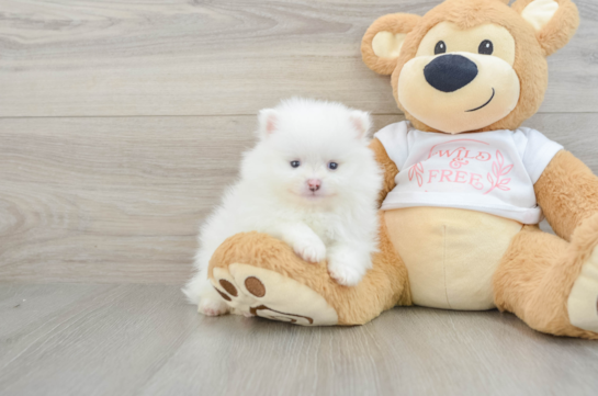 Pomeranian Puppy for Adoption