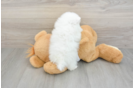 Funny Pomeranian Purebred Pup
