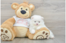 Pomeranian Pup Being Cute