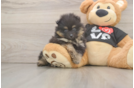 Hypoallergenic Pomeranian Purebred Pup