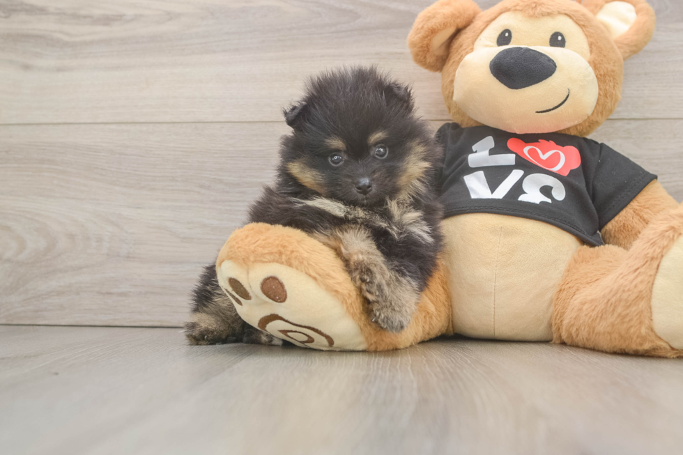 Hypoallergenic Pomeranian Purebred Pup