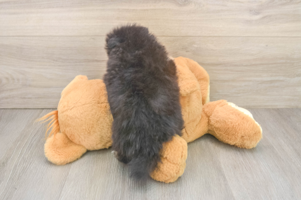 Pomeranian Pup Being Cute