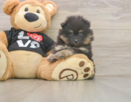 5 week old Pomeranian Puppy For Sale - Lone Star Pups