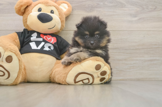 Little Pomeranian Baby