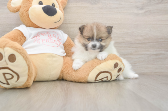 Friendly Pomeranian Purebred Pup