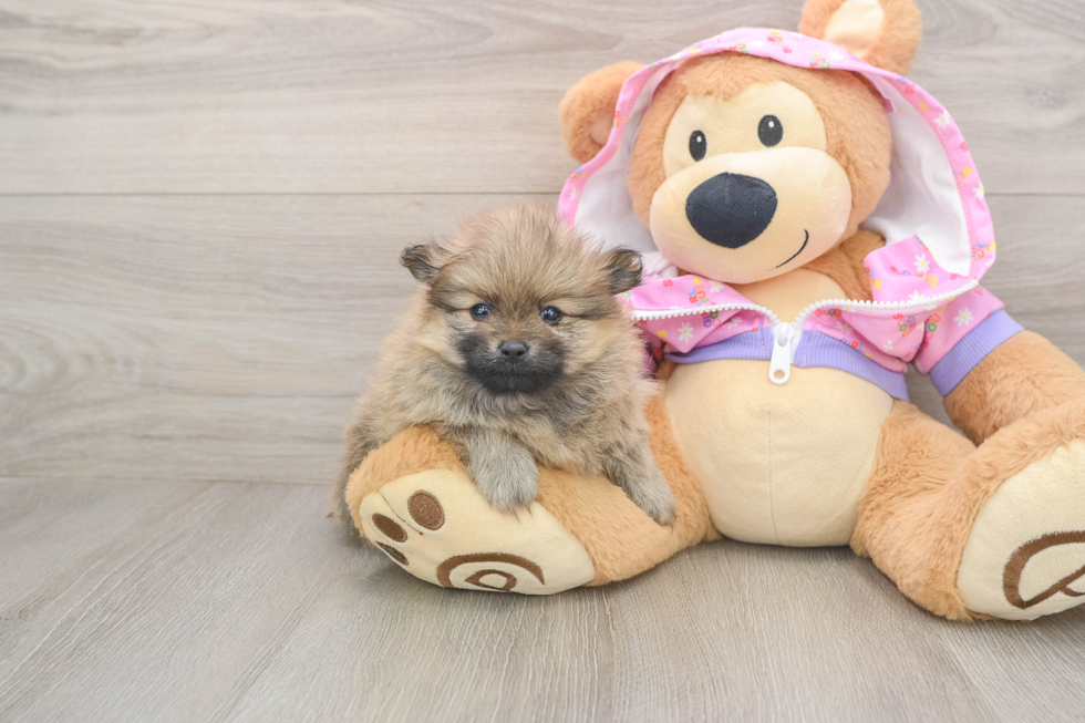 Pomeranian Puppy for Adoption