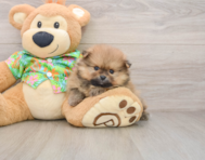 5 week old Pomeranian Puppy For Sale - Lone Star Pups