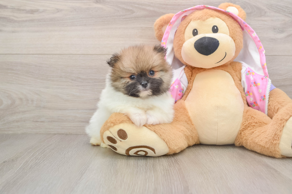 Pomeranian Puppy for Adoption
