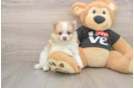 Hypoallergenic Pomeranian Purebred Pup