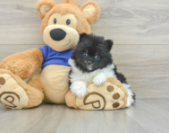 8 week old Pomeranian Puppy For Sale - Lone Star Pups