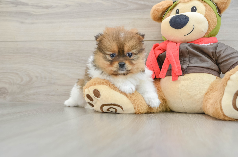 5 week old Pomeranian Puppy For Sale - Lone Star Pups