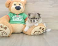 7 week old Pomeranian Puppy For Sale - Lone Star Pups