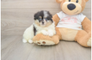 Pomeranian Puppy for Adoption