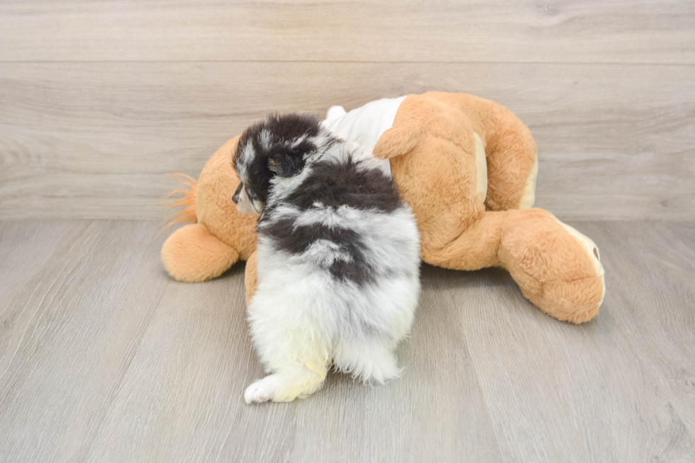 Pomeranian Pup Being Cute