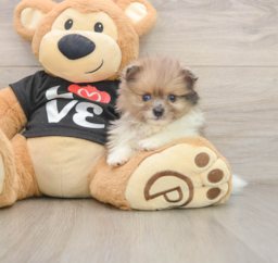 8 week old Pomeranian Puppy For Sale - Lone Star Pups