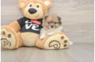 Cute Pom Purebred Puppy