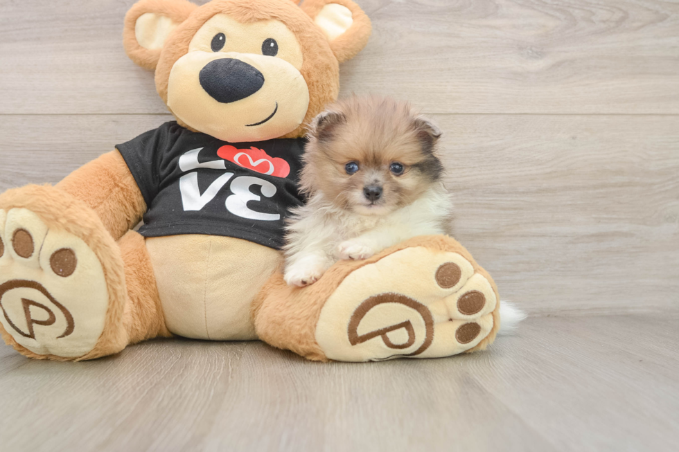 Cute Pom Purebred Puppy