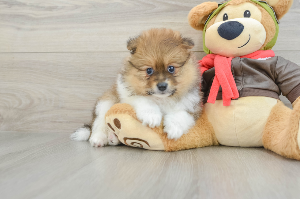 5 week old Pomeranian Puppy For Sale - Lone Star Pups