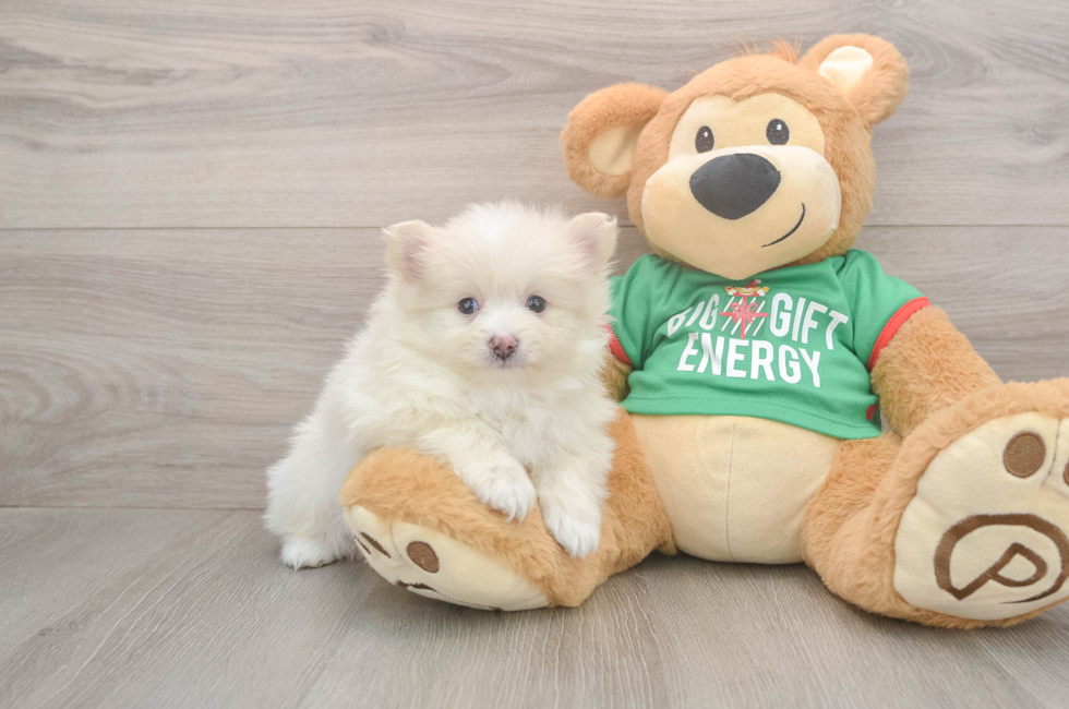 6 week old Pomeranian Puppy For Sale - Lone Star Pups