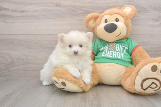 Pomeranian Pup Being Cute