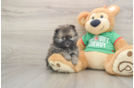 Small Pomeranian Purebred Pup