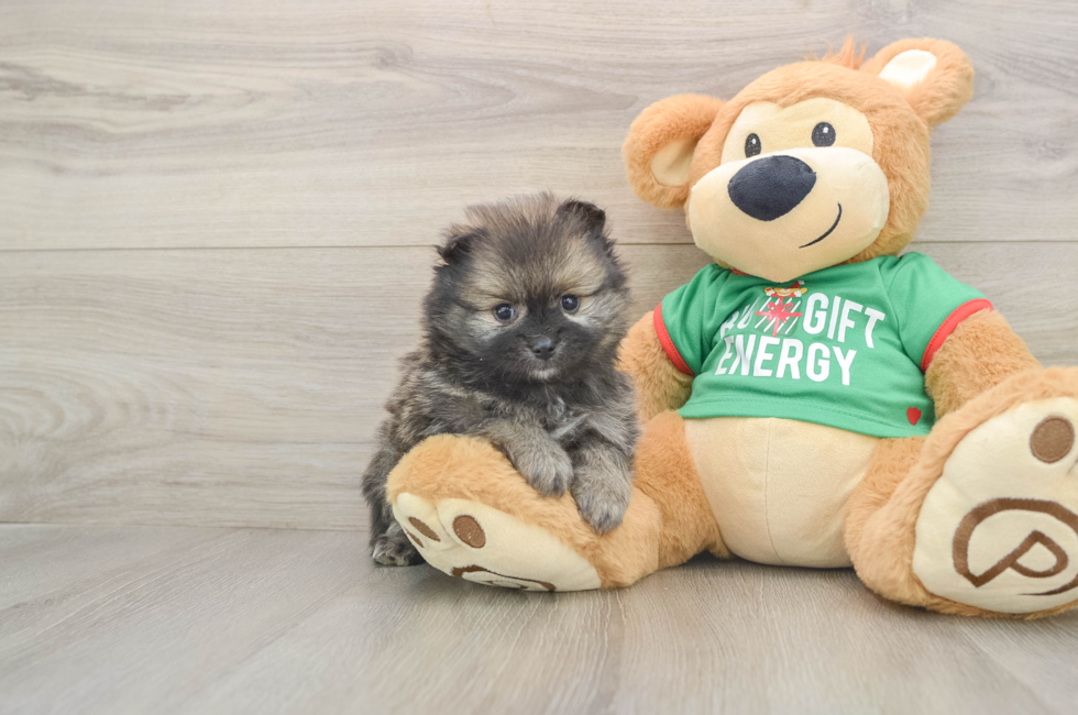 5 week old Pomeranian Puppy For Sale - Lone Star Pups