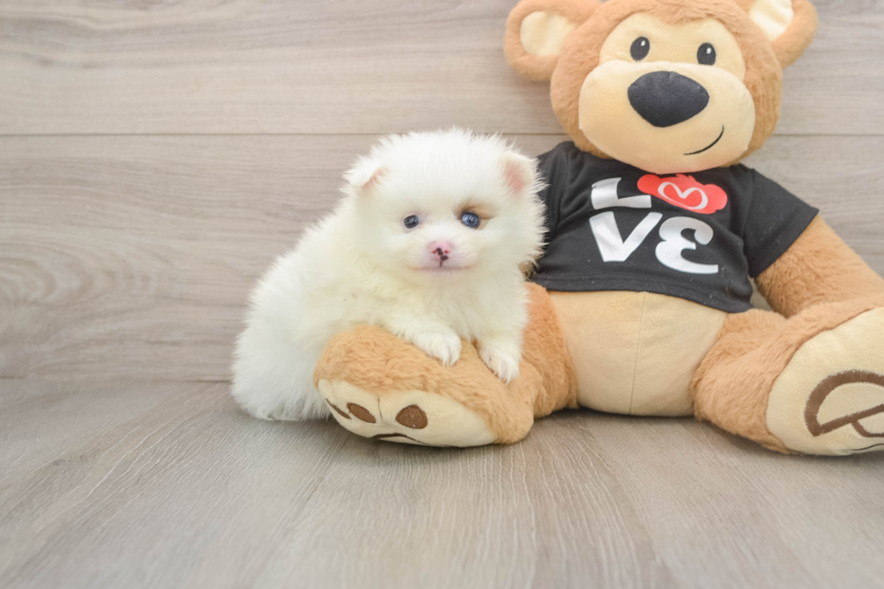 Small Pomeranian Baby