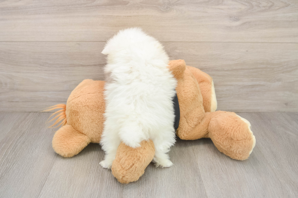 Smart Deutscher Spitz Purebred Puppy