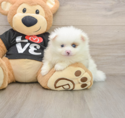 8 week old Pomeranian Puppy For Sale - Lone Star Pups
