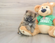 8 week old Pomeranian Puppy For Sale - Lone Star Pups