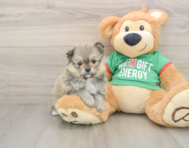 7 week old Pomeranian Puppy For Sale - Lone Star Pups