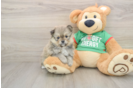 Little Pomeranian Baby