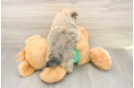 Friendly Pomeranian Purebred Pup