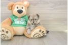 Funny Pomeranian Baby