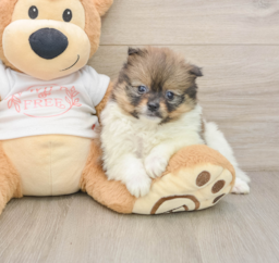 9 week old Pomeranian Puppy For Sale - Lone Star Pups