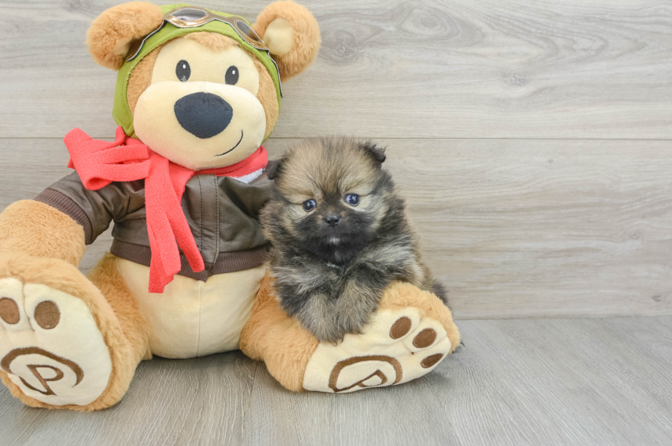 5 week old Pomeranian Puppy For Sale - Lone Star Pups